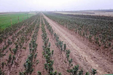 lastentarhamateriaalien tuotanto ja jakelu Puola