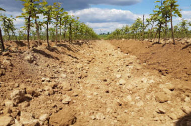 lastentarhamateriaalien tuotanto ja jakelu Puola
