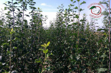 lastentarhamateriaalien tuotanto ja jakelu Puola