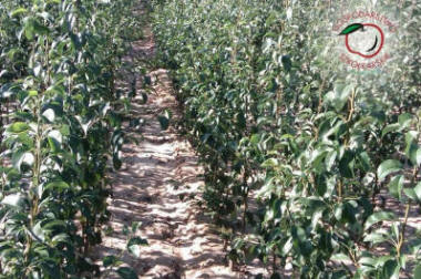 lastentarhamateriaalien tuotanto ja jakelu Puola