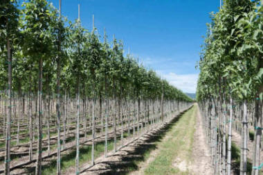 lastentarhamateriaalien tuotanto ja jakelu Puola