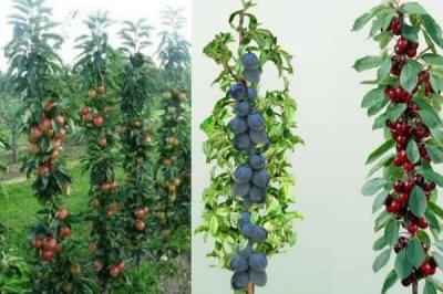 lastentarhamateriaalien tuotanto ja jakelu Puola