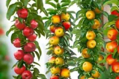 lastentarhamateriaalien tuotanto ja jakelu Puola