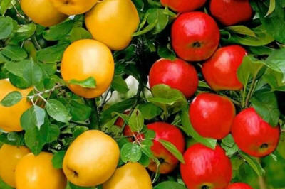 lastentarhamateriaalien tuotanto ja jakelu Puola