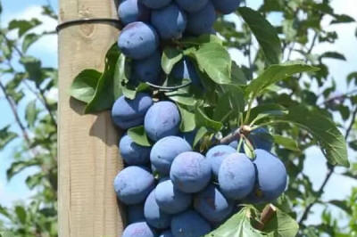 lastentarhamateriaalien tuotanto ja jakelu Puola