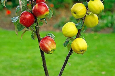 lastentarhamateriaalien tuotanto ja jakelu Puola