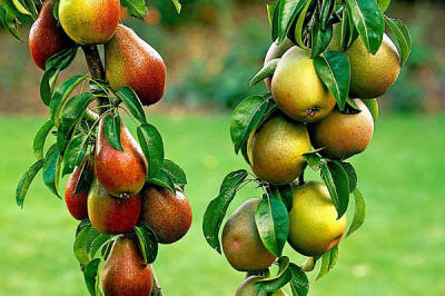 lastentarhamateriaalien tuotanto ja jakelu Puola