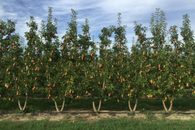 lastentarhamateriaalien tuotanto ja jakelu Puola