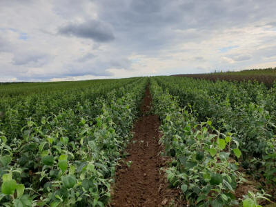 lastentarhamateriaalien tuotanto ja jakelu Puola