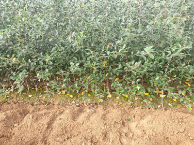 lastentarhamateriaalien tuotanto ja jakelu Puola