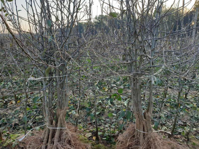 lastentarhamateriaalien tuotanto ja jakelu Puola