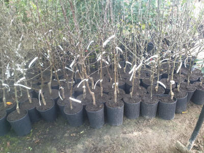 lastentarhamateriaalien tuotanto ja jakelu Puola