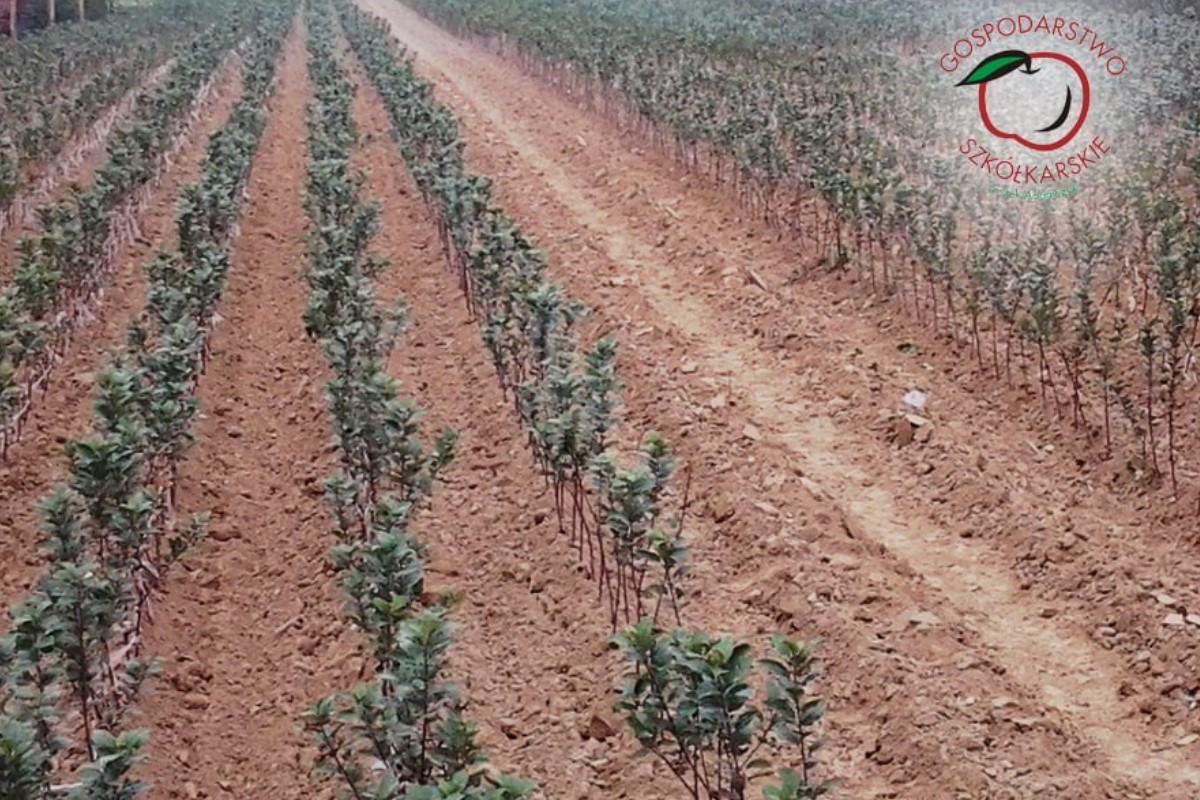 lastentarhamateriaalien tuotanto ja jakelu Puola