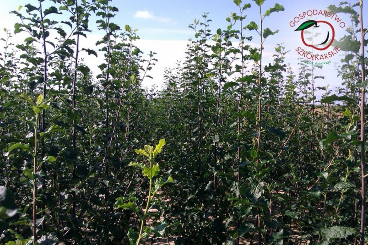 lastentarhamateriaalien tuotanto ja jakelu Puola