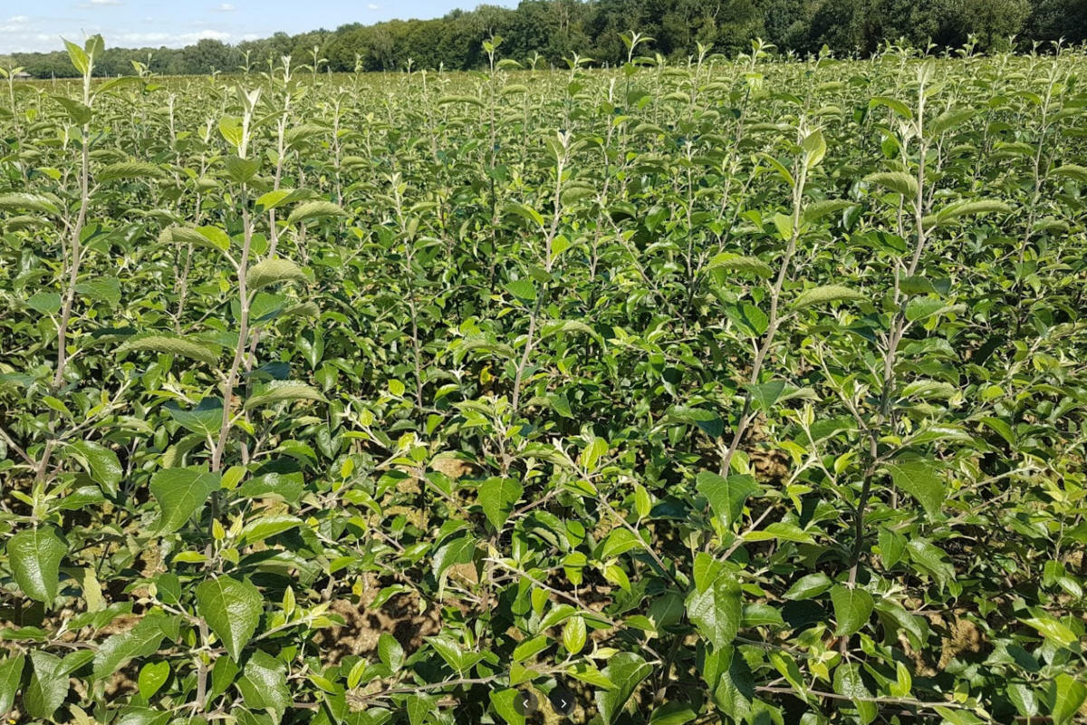 lastentarhamateriaalien tuotanto ja jakelu Puola